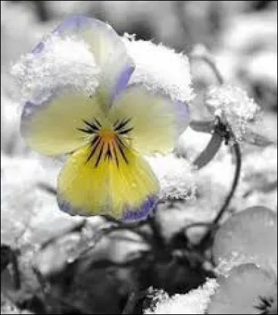 C'est un poisson marin de la famille des sparidés.