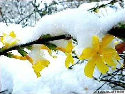 Cette bêche étroite sert à retirer les vers et les coquillages, du sable, de la vase.