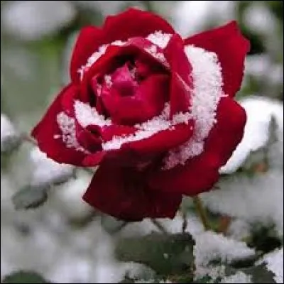 Une espèce de cette plante asiatique fournit le ginseng.