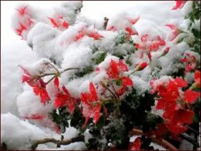 Cette préparation pharmaceutique contient de l'opium.