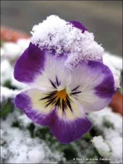 Paternel ou maternel, il est le tonton.