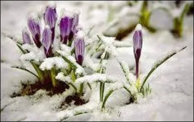 Cette prothèse dentaire recouvre la dent.