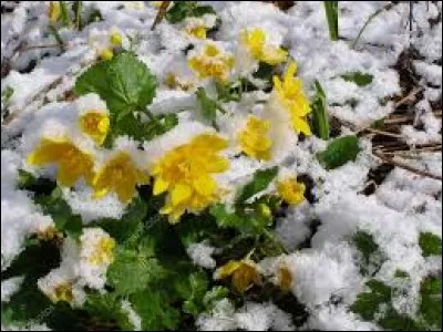 Familièrement c'est le commandant d'un navire de guerre.