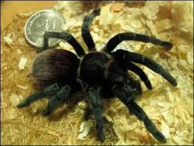 Comment orthographie-t-on le nom de cette bestiole ?