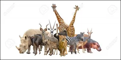 Quel est votre animal ?