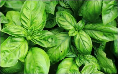 Quel type de basilic est connu pour être vivace ?