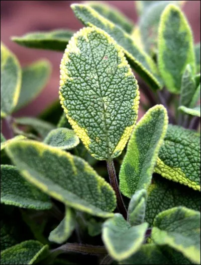 Pour cuisiner par quoi peut-on remplacer la sauge ?