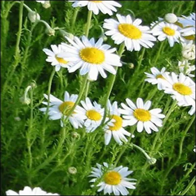 Que fait-on avec des fleurs de camomille ?