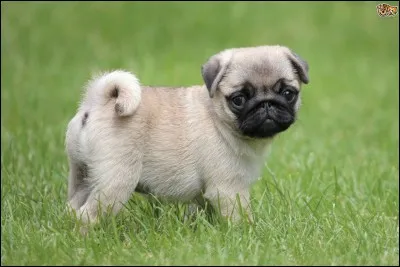 ''Le vétérinaire installe le chien sur la table d'opération''