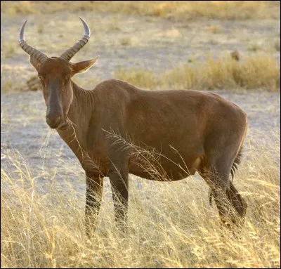 Selon une ancienne légende san, le créateur organisa une course pour savoir quel était l'animal le plus rapide sur terre. Cette course opposa le guépard à une antilope très rapide. Quel est le nom de cette antilope ?