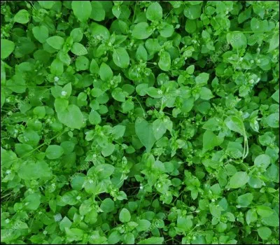 De quelle substance sont faites les parois cellulaires des plantes vertes ?