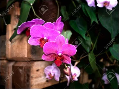 Qu'est-ce qui relie les boutons de fleurs à la tige ?