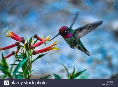Quelle forme de bec permettrait à un oiseau de récupérer le nectar des fleurs longues fines et tubulaires ?