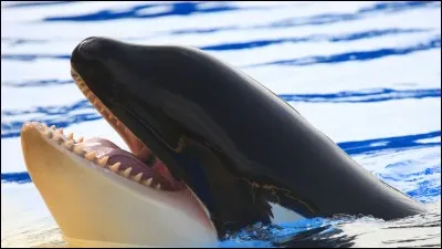 Que pouvons-nous faire pour arrêter le réchauffement climatique ?