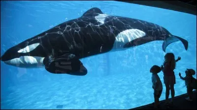 Mais... Ce n'est pas interdit la reproduction d'animaux dans les delphinariums ?