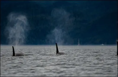 De quoi se nourrissent-ils ?