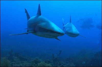 Dans quels films apparaît une orque ?