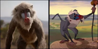 Qui est ce babouin ?