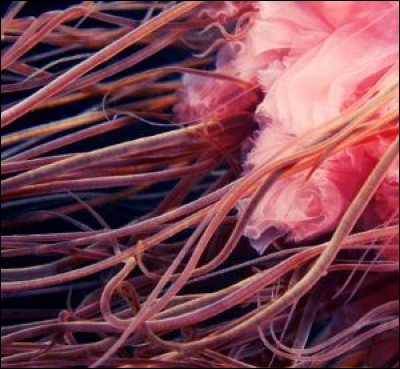 Quel est l'animal qui se retrouve sur la tête du capitaine Haddock quand il tombe dans l'eau pour la 2e fois ?