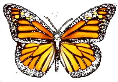 Que représente le papillon ?