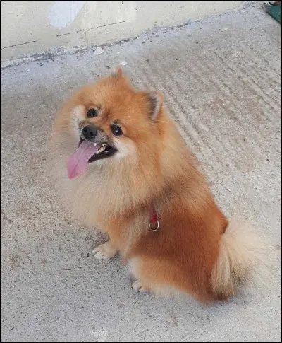 Comment s'appelle le chien de Devovo ?