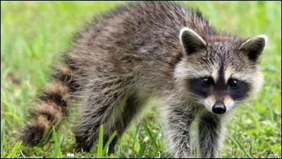 Comment s'appellent les bébés ratons laveurs ?