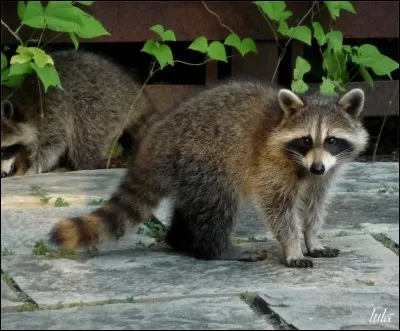 En captivité, les ratons ont une espérance de vie de ____ ans.