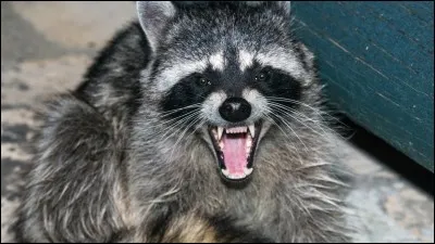 Combien a-t-il de dents ?