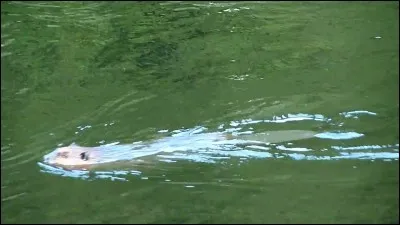 Le raton laveur est un bon nageur.