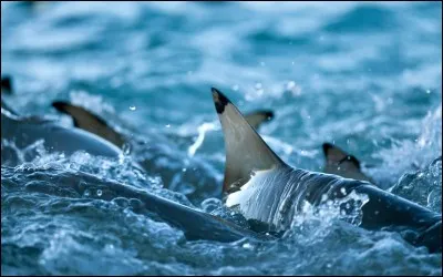 Quelle nageoire est à l'origine de la propulsion ?