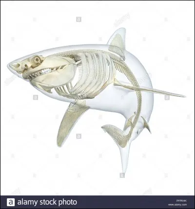 Les requins sont des poissons...