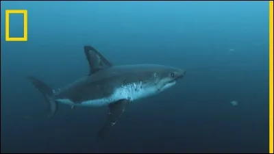 Quel requin a la capacité de réchauffer son corps dans des milieux très froids ?