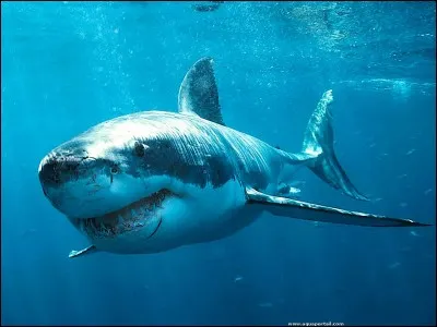 Quel est le nom de l'effet produit par la peau de requin en mouvement dans l'eau ?