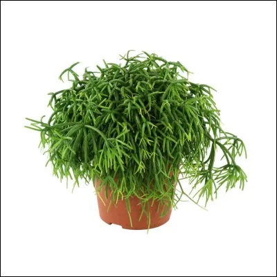 Coche la bonne case.