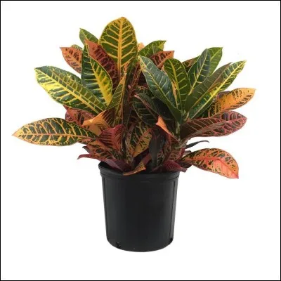 Coche la bonne case.