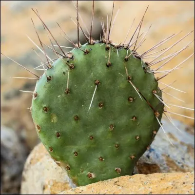 À quelle famille appartient cette plante du genre Opuntia ?