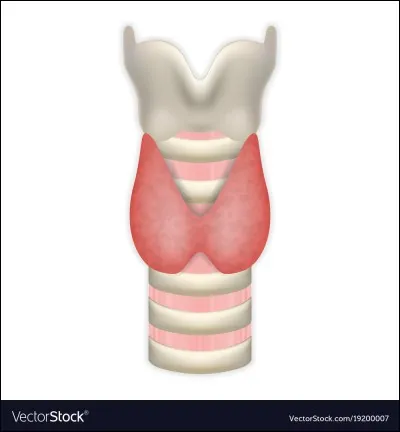 Quelle est l'origine du mot "larynx" ?