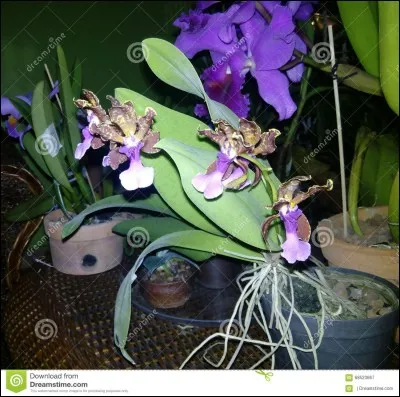 Le mot orchidée vient du mot grec "orchis" qui signifie "testicule".