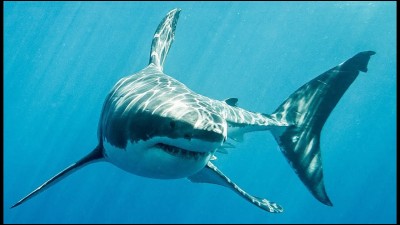 Sais-tu pourquoi les requins attaquent ?