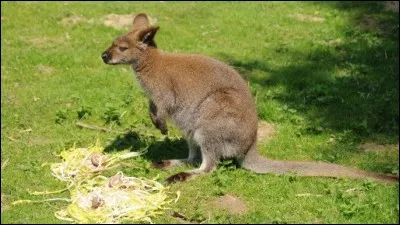 Les kangourous sont :