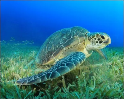 Les tortues mangent :