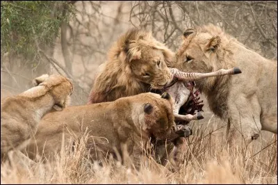 Les lions chassent en groupes :