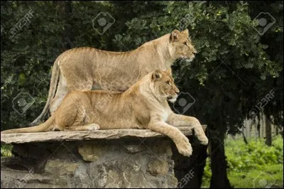 Dans la famille des lions, qui chasse ?