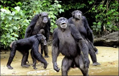 Que mangent les singes ?