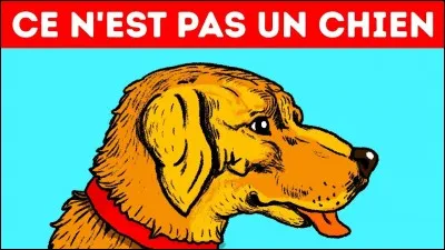 Si cette image n'est pas un chien qu'est-ce qu'elle cache ?