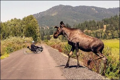 Ce sentier (117 km) aménagé sur un ancien chemin de fer et disponible depuis 2004, est classé comme l'un des plus spectaculaires de l'ouest des États-Unis, dans la région de Silver Valley.
Nommez cette piste où l'on peut voir des aigles, des balbuzards pêcheurs, des orignaux (photo), des wapitis et des canards :