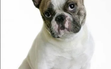 Quiz Races de chiens