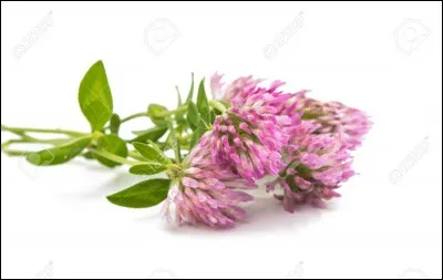 La guipure au crochet dont le dessin rappelle les points de Venise a pour nom point d'...