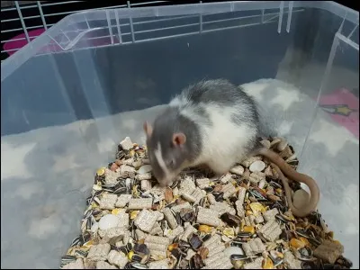 C'est le week-end, tu pr&eacute;f&egrave;res manger...