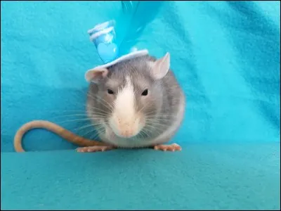 C'est les vacances, o&ugrave; pars-tu ?